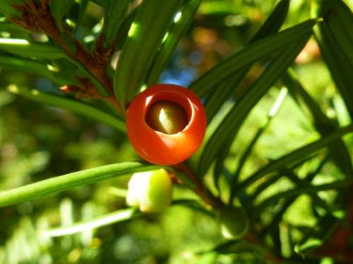 Yew Berry Tree Red Branch Needles Forest Conifer