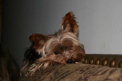 Yorkie Terrier Dog Pet Canine Yorkshire Terrier