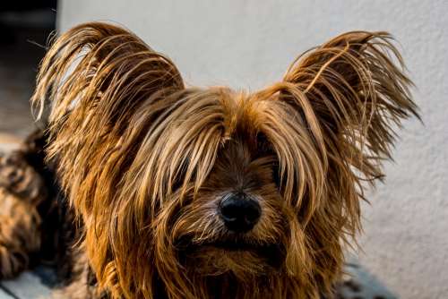 Yorkshire Terrier Dog Small Dog
