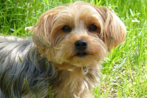 Yorkshire Terrier Dog Dog Breed Small Dog