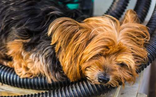 Yorkshire Terrier Terrier Dog Small Tired Rest