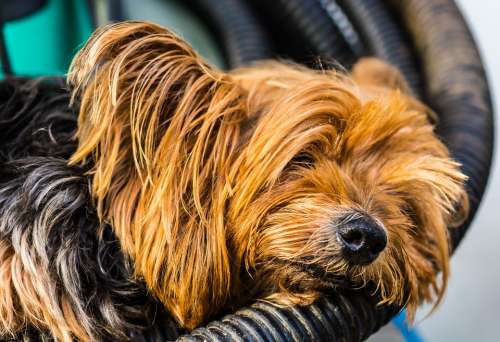 Yorkshire Terrier Terrier Dog Small Tired Rest