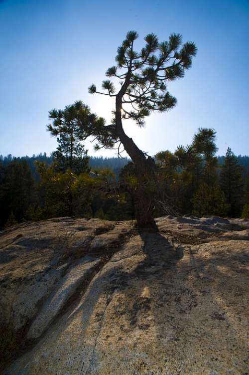 Yosemite National Park Pine Conifer Tree Rock