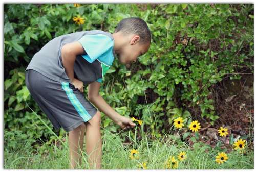 Young Boy Picking Daisy Happy Child Childhood