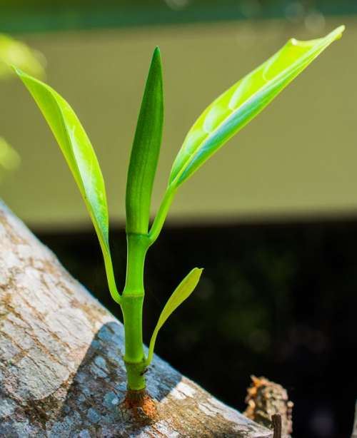 Young Drove Branches Tree Plant Spring