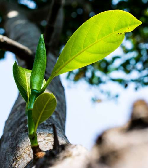 Young Drove Branches Tree Plant Spring