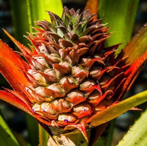 Young Pineapple Pineapple Fruit
