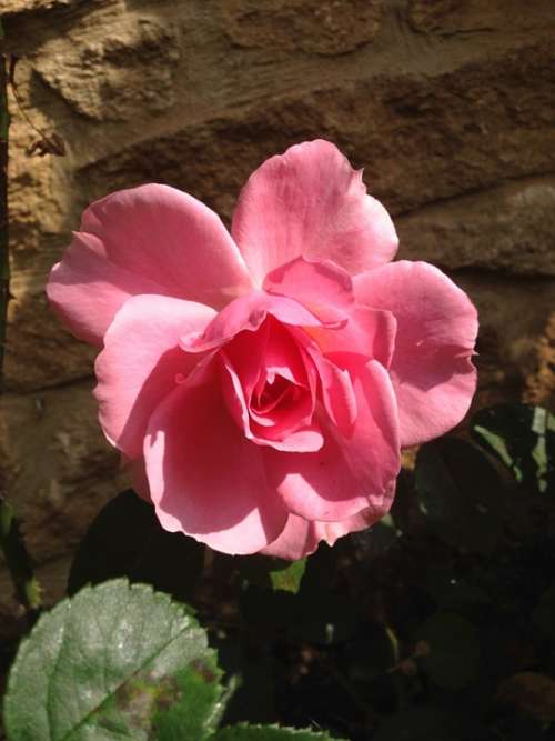 You'Re Beautiful Rose Rose Flower Bloom Pink