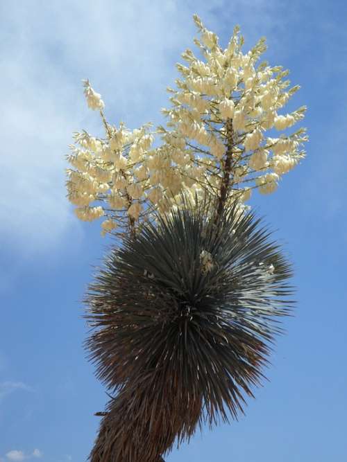 Yucca Yucca Palm Bloom Blossom Bloom Inflorescence