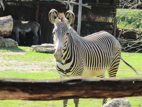 Zebra Zoo Leipzig Black And White Striped