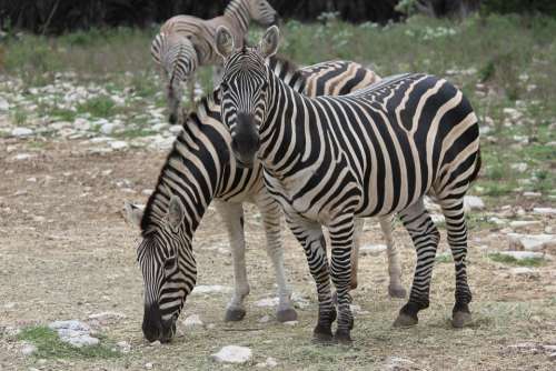 Zebra Animal Wild Stripes Eating Mammal
