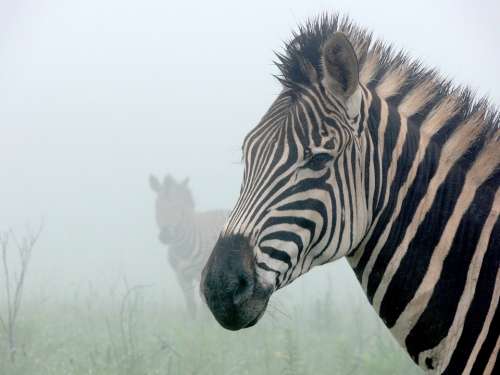 Zebra Mist Ghostly Silhouette Stripes Wildlife