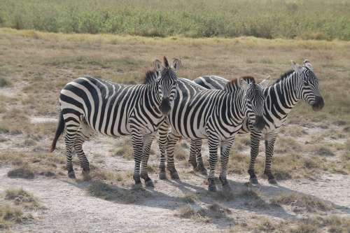 Zebra Afria Kenia Safari Zebras Africa Stripes
