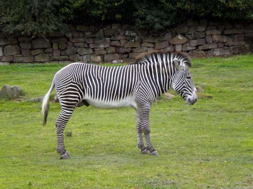 Zebra Wild Stripes Eating Animal Mammal Zebras