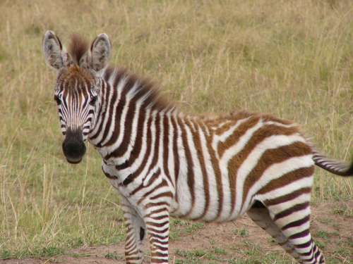 Zebra Stripes Animal Zebras Africa Striped Safari