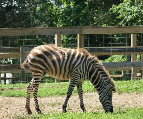 Zebra Wild Stripes Eating Animal Mammal Africa