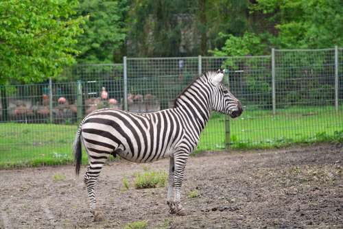 Zebra Animals Crosswalk Stripes Black And White