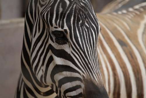 Zebra Close-Up Animals African Safari Wild