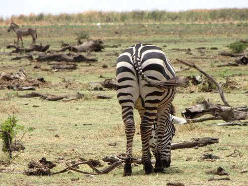 Zebra Ass Back Tanzania