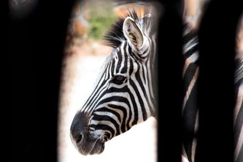 Zebra Strips White Nero Black And White Animal