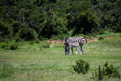 Zebra Mare Foal Grass Wildlife Mammal Africa
