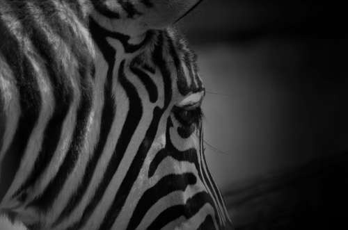 Zebra Striped Zoo Animal Animal World Nature Head