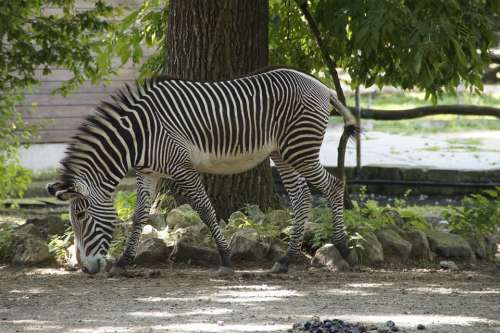 Zebra Stall Hoofed Animals Perissodactyla White