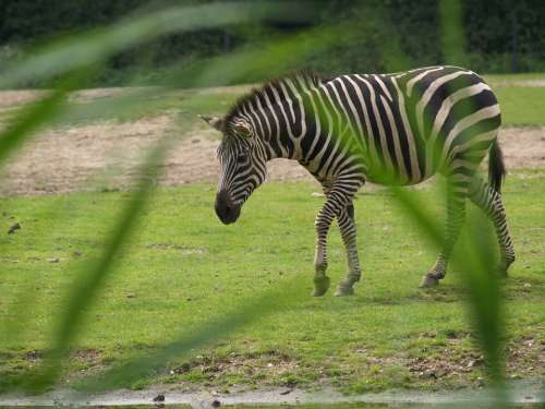 Zebra Watering Hole Wild Horse Horse Mane Striped