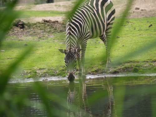 Zebra Watering Hole Wild Horse Horse Mane Striped