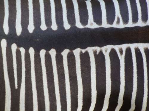 Zebra Back Zebra Animal Crosswalk Black And White