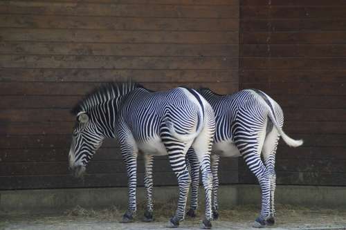 Zebras Stall Hoofed Animals Perissodactyla White