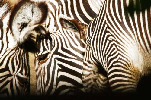 Zebras Animals Nature
