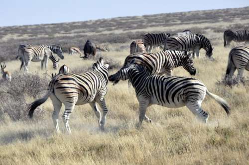 Zebras Fight Africa Safari Rank Fighting Namibia