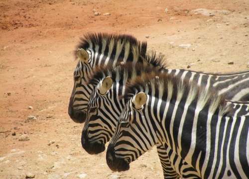 Zebras Safari Africa Animals Stripes Three