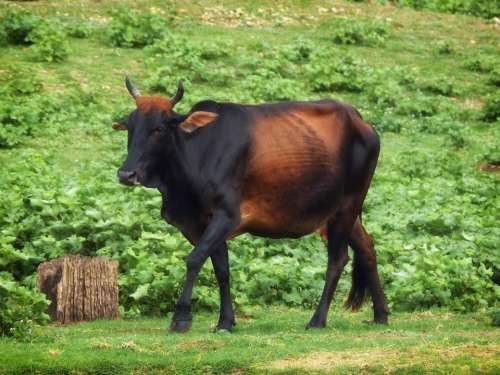 Zebu Sri Lanka Cow Cattle Female Cow Nature
