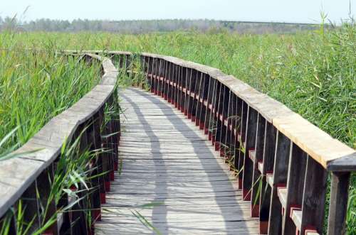 Zen Bridge Landscape Path Nature Trail Gateway