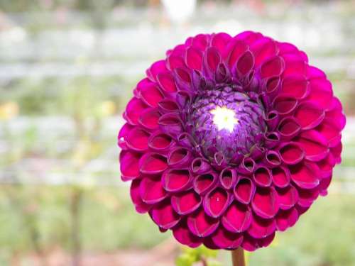 Zinnia Floral Flower Petals Blossom Purple Plants