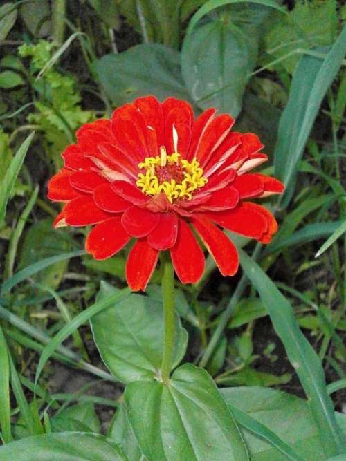 Zinnia Elegans Zinnia Red Flowers