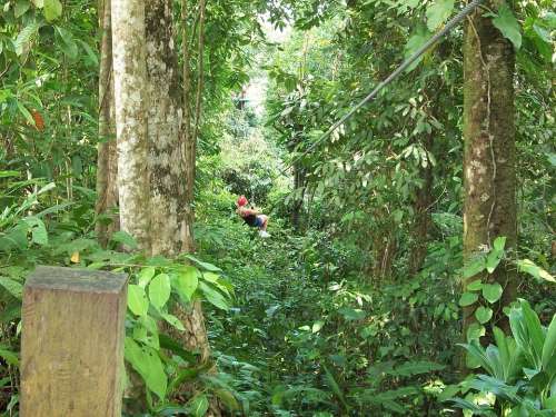 Zipline Forest Canopy Extreme Harness Rainforest