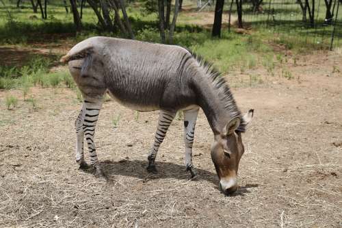 Zonkey Zebra Donkey Stripes Mammal Exotic