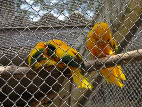 Zoo Birds Arasras Sorocaba Brazil