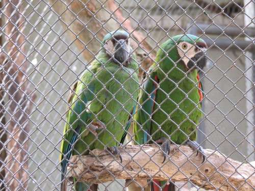 Zoo Birds Macaws Sorocaba Brazil