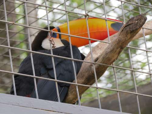 Zoo Bird Toucans Sorocaba Brazil