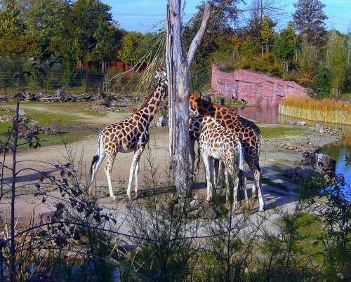 Zoo Giraffes Brown White Giraffe Group Eat Neck