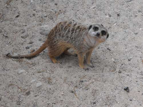 Zoo Animal Meerkat