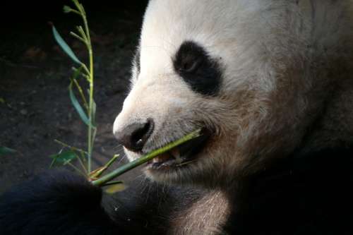 Zoo San Diego Animals Panda Mammals Mammal