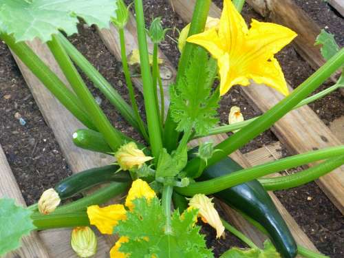 Zucchini Vegetables Zucchini Flower Bio