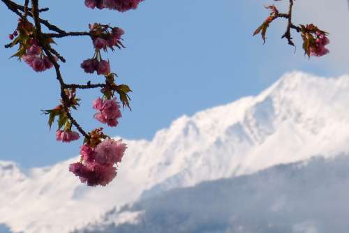 Zwölferkogel High Tauern Ornamental Cherry Blossom