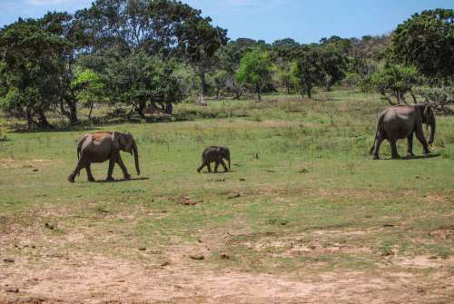 Elephant Family