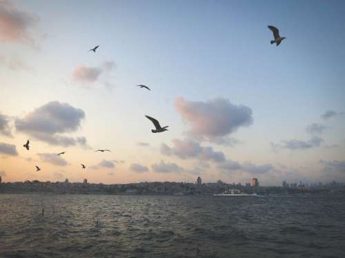 Seagulls along the Golden Horn, Istanbul, Turkey